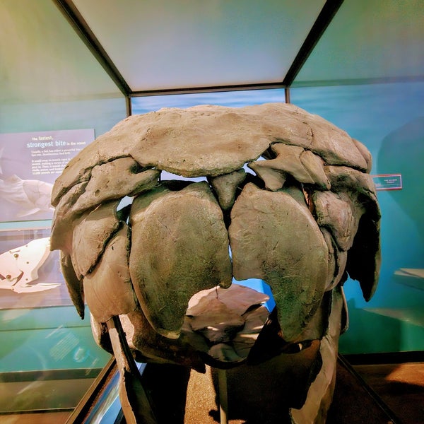 Photo taken at The Field Museum by Jt T. on 12/26/2023