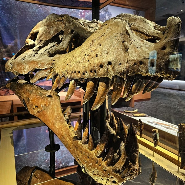 Foto tomada en Museo Field de Historia Natural  por Jt T. el 12/27/2023
