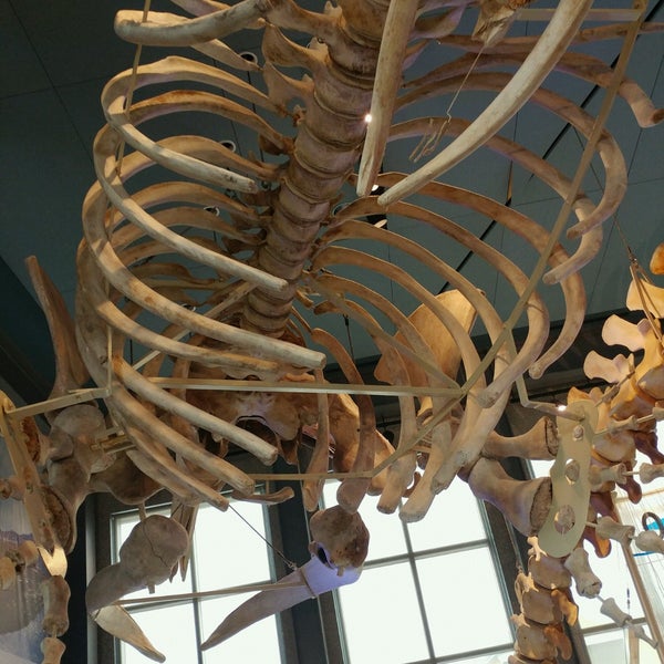 Photo prise au New Bedford Whaling Museum par Jt T. le5/13/2017
