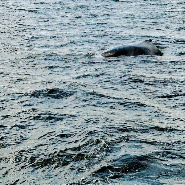 Photo prise au Cape Ann Whale Watch par Jt T. le9/11/2021