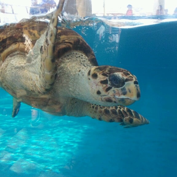 7/5/2013 tarihinde Ryan F.ziyaretçi tarafından Texas State Aquarium'de çekilen fotoğraf