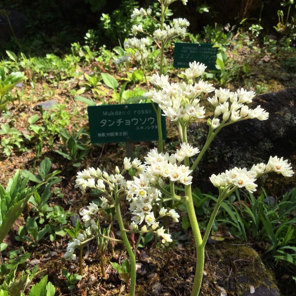 日光植物園 東京大学大学院理学系研究科附属植物園日光分園 Sanat Eglence Da Fotograflar