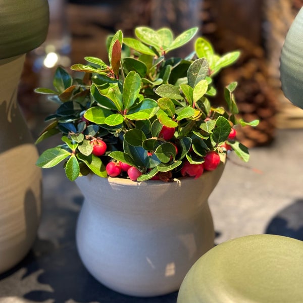 Winston Flowers Boston Newbury St Best Flower Site