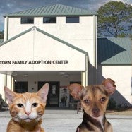 รูปภาพถ่ายที่ Humane Society of South Coastal GA โดย Leigh Anne E. เมื่อ 11/23/2012