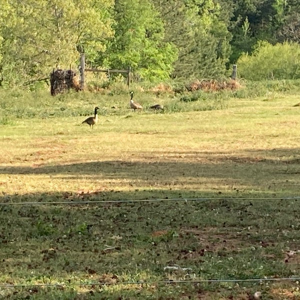 Lowe's 1220 Knox Avenue