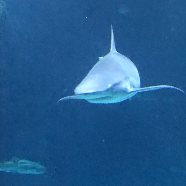 Photo taken at Shark Reef Aquarium by Marco S. on 7/19/2019
