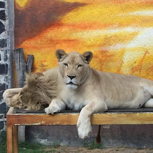 Photo taken at Zoo Parque Loro by Adrián S. on 11/22/2015
