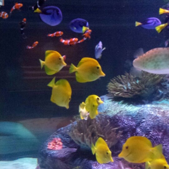 Photo taken at SEA LIFE Grapevine Aquarium by Lisa on 6/11/2013