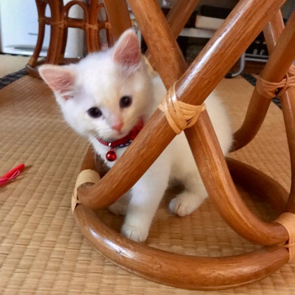 グローバル動物病院