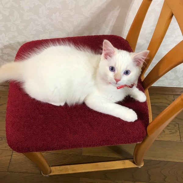 グローバル動物病院