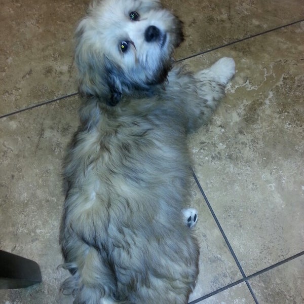 Photos At Noah S Ark Veterinary Boarding Resort Pet Service In