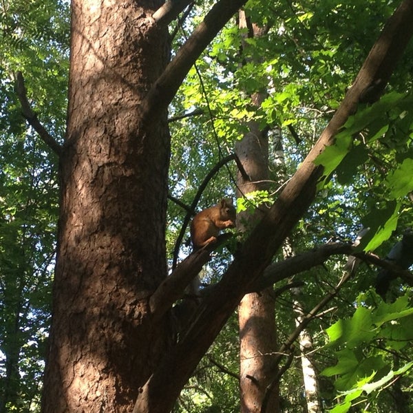 дерево химки