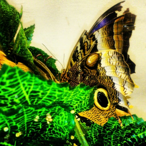 1/28/2013にOlga K.がМузей живых бабочек «Тропический рай»で撮った写真