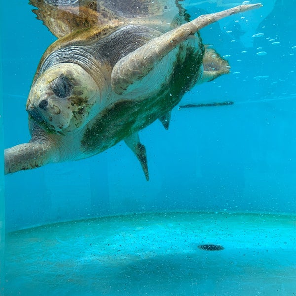 Photo taken at Loggerhead Marinelife Center by Aníbal G. on 2/16/2020