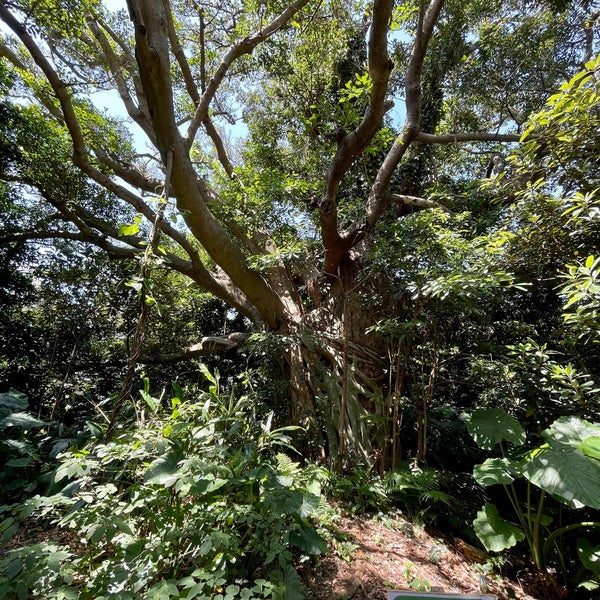志戸子ガジュマル公園 屋久島町志戸子 Da Fotograflar 志戸子ガジュマル公園 屋久島町志戸子 Da Fotograflar