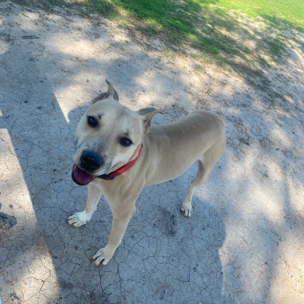 McAllen Dog Park 11 tips from 214 visitors