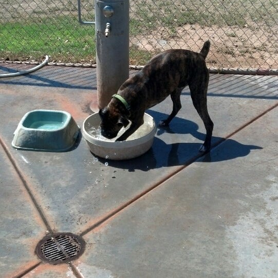 Photos at Tempe Sports Complex Dog Park 8401 S Hardy Dr.