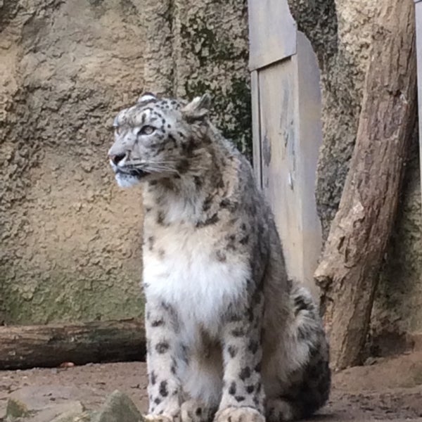 ユキヒョウ Zoo Exhibit In 日野 ユキヒョウ Zoo Exhibit In 日野