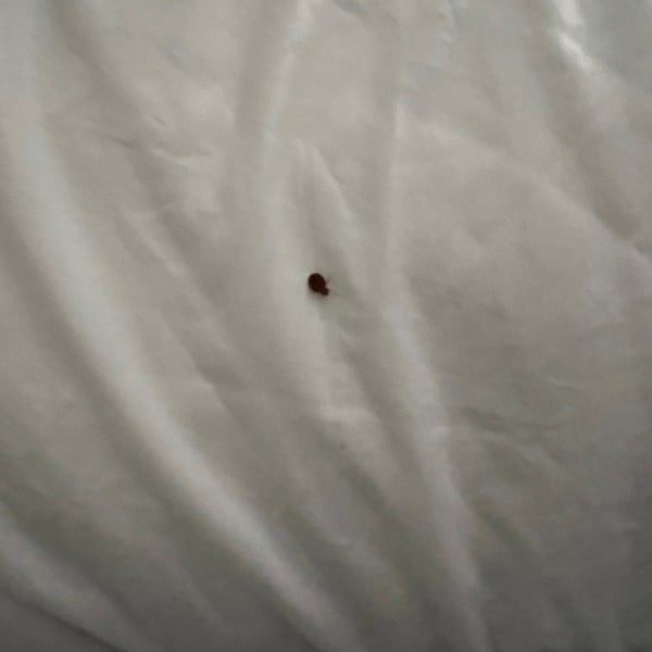 Will not be returning. Got moved to a new room due to broken AC, then found a bed bug on the bed of the new room.