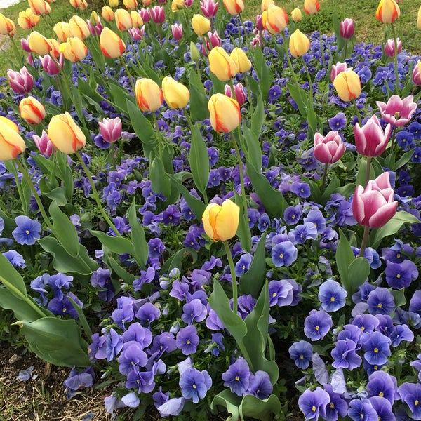 Photos At 馬見丘陵公園 集いの丘 Plaza