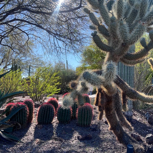 2/6/2024にMeghan S.がDesert Botanical Gardenで撮った写真