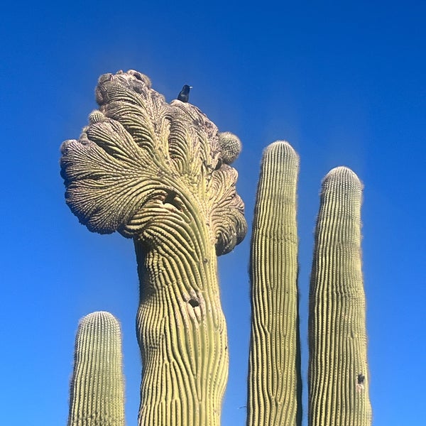 Foto tomada en Desert Botanical Garden  por Meghan S. el 2/6/2024