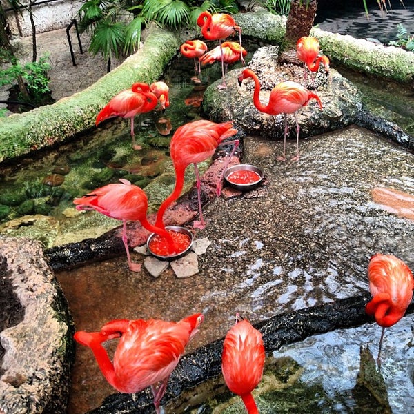 Dallas World Aquarium - 1969229 7lKKjHVCqkfi3o24QeBRt1PPOHfQ20hGNGYE7y8S 60