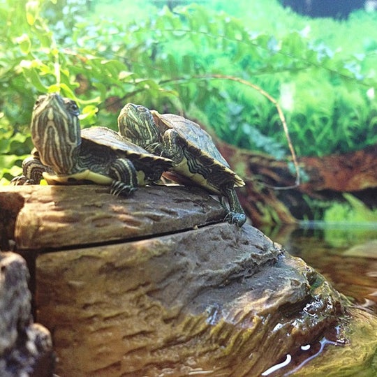 Big Al's Pet Supercentre Pet Store