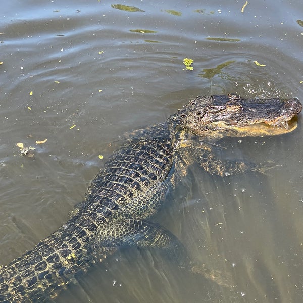 Cajun Encounters Honey Island Swamp Tour Slidell, LA