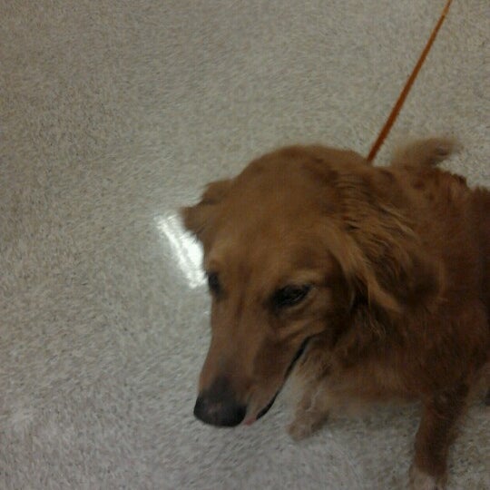 banfield walnut street