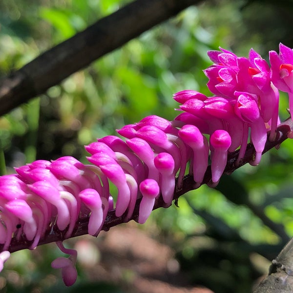 4/12/2018 tarihinde Kendall B.ziyaretçi tarafından Hawaii Tropical Botanical Garden'de çekilen fotoğraf
