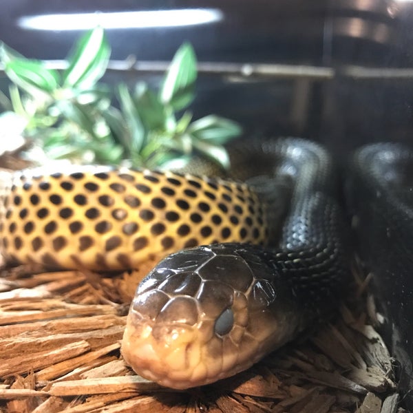 Kentucky Reptile Zoo Slade, KY