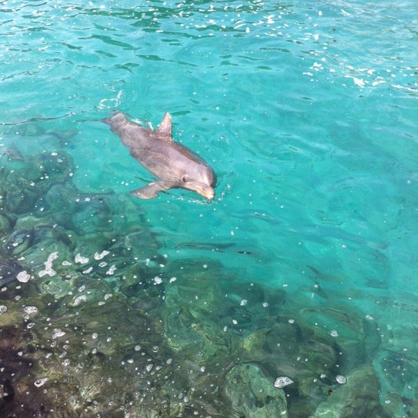 4/26/2014 tarihinde Yvonne V.ziyaretçi tarafından Dolphin Academy'de çekilen fotoğraf