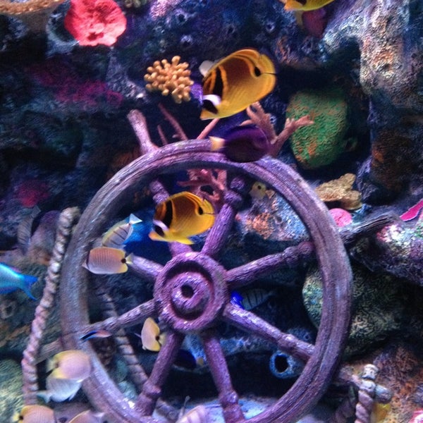รูปภาพถ่ายที่ SEA LIFE Grapevine Aquarium โดย Michelle K. เมื่อ 8/29/2013