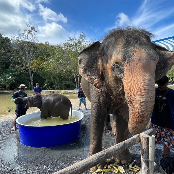Photos at Green Elephant Sanctuary Park Phuket - Amphoe Thalang, Phuket  Eyaleti