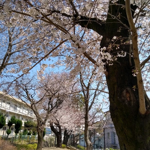 和田さくらの坂公園 Park In 杉並区 和田さくらの坂公園 Park In 杉並区