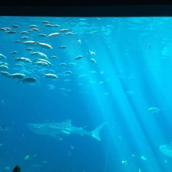 4/17/2013 tarihinde Whit E.ziyaretçi tarafından Georgia Aquarium'de çekilen fotoğraf