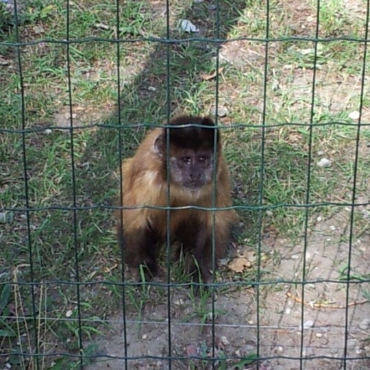 Foto Di Xantus Janos Allatkert Kebun Binatang