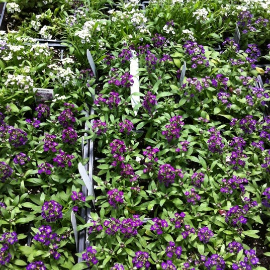 Meadow View Farm Southwick, MA