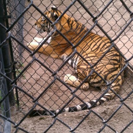 Foto scattata a Catty Shack Ranch Wildlife Sanctuary da Kayla H. il 6/1/2012
