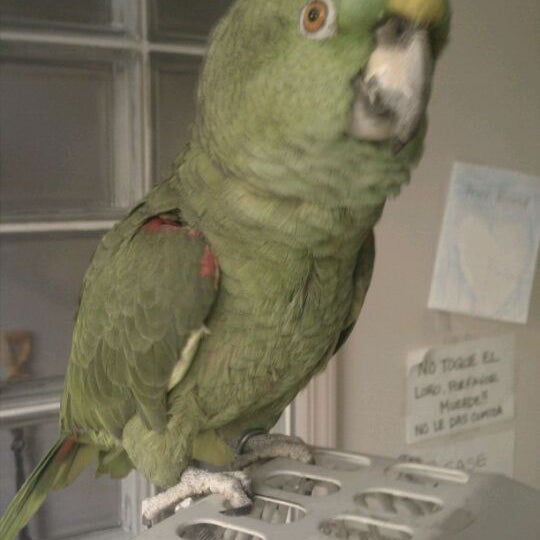 3/26/2011にBerryliciousがHoboken Animal Hospitalで撮った写真