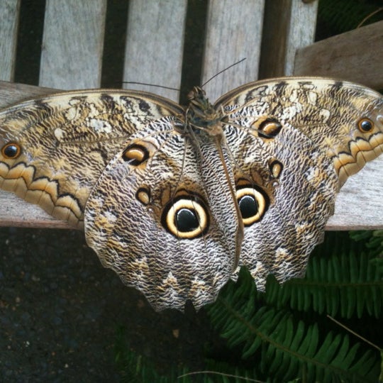 Foto scattata a Butterfly House at Faust County Park da Ashley C. il 3/11/2012