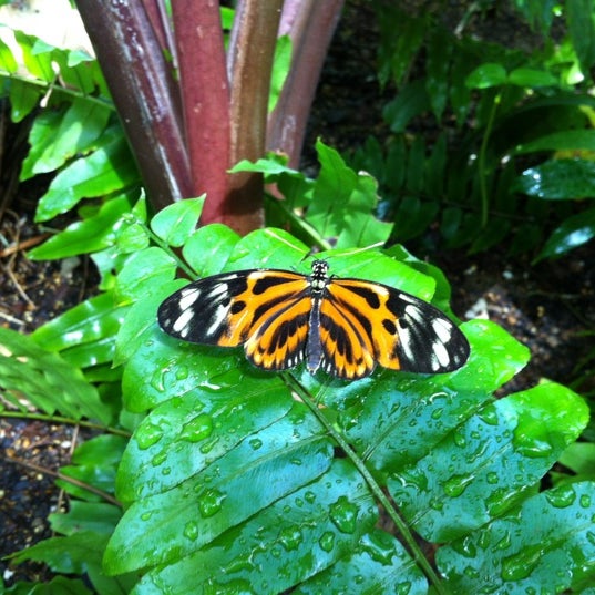 Foto scattata a Butterfly House at Faust County Park da Pablo L. il 3/18/2012