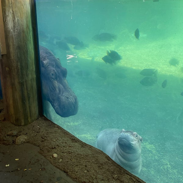 9/12/2022 tarihinde Stephanie S.ziyaretçi tarafından Cincinnati Zoo &amp; Botanical Garden'de çekilen fotoğraf