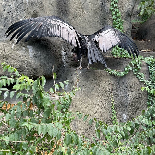 Снимок сделан в Cincinnati Zoo &amp; Botanical Garden пользователем Stephanie S. 9/14/2023