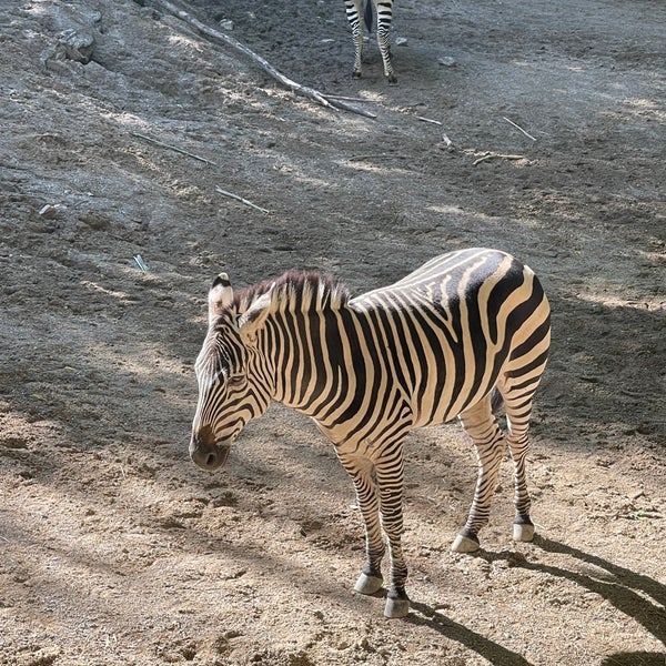 9/12/2022 tarihinde Stephanie S.ziyaretçi tarafından Cincinnati Zoo &amp; Botanical Garden'de çekilen fotoğraf