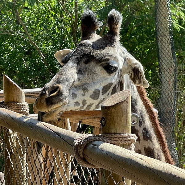 Снимок сделан в Cincinnati Zoo &amp; Botanical Garden пользователем Stephanie S. 9/14/2023