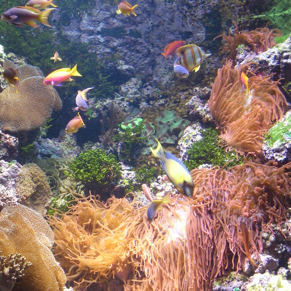 Снимок сделан в Shedd Aquarium пользователем Jack M. 12/6/2012