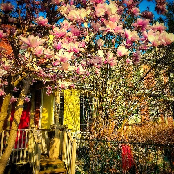 Photos at Leslieville Leslieville 15 tips from 922 visitors