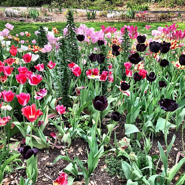 4/21/2018 tarihinde Nessieziyaretçi tarafından Descanso Gardens'de çekilen fotoğraf